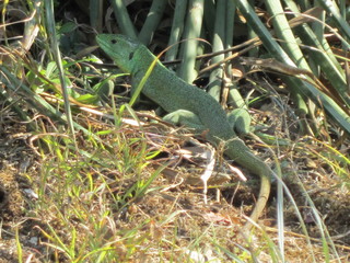 Green lizard