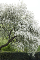 Blooming trees spring season beautiful nature