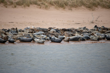 Seals on the Sands of Forvie