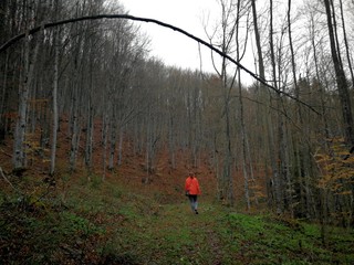 A girl in a bright coat walking in the forest