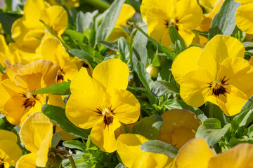 Bright vivid yellow pansies in a garden