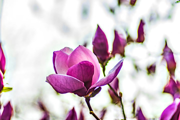 Fototapeta premium pink flowers in the garden
