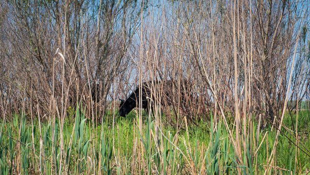 Cow Pastures in the Danube Delta