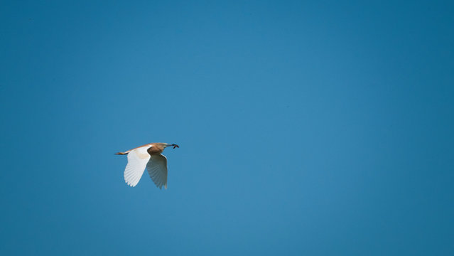 Danube Delta Wild Bird Flying