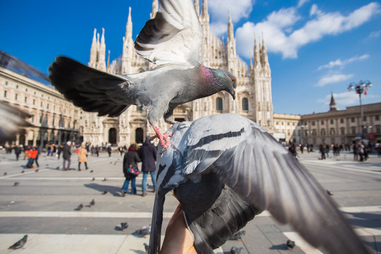 Travel, Italy and birds concept - Funny pigeons eats by hand in front of Duomo cathedral, Milan