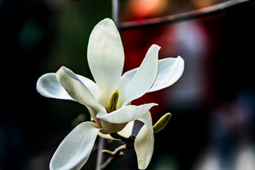 white flower of magnolia on black background