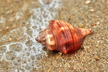 shell on the beach