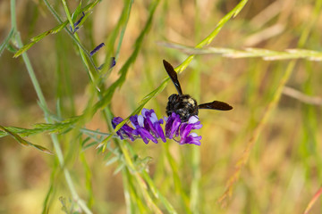 Violet carpenter bee - Xylocopa violacea - Große Holzbiene. Close-up of Carpenter Bee on a purple flower collecting Nectar