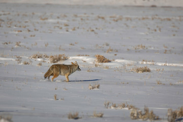 Winter coyote