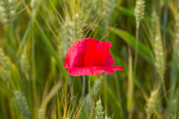 Red poppy in the cornfield. Close-up of single poppy in the in the green wheat field