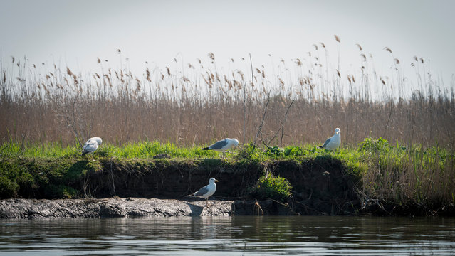 Seagulls in the Danube Delta, Romania
