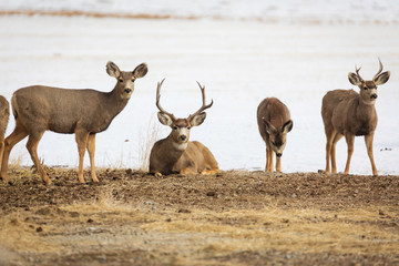 Fototapeta na wymiar Deer in the winter