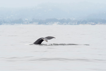 Fototapeta premium humpback whale (Megaptera novaeangliae) in the Monterey Bay, California