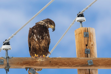 Young bald eagle