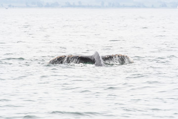 Obraz premium humpback whale (Megaptera novaeangliae) in the Monterey Bay, California