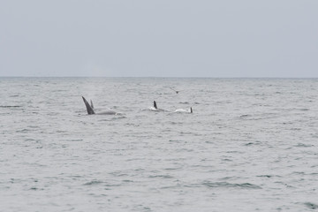 Obraz premium humpback whale (Megaptera novaeangliae) in the Monterey Bay, California