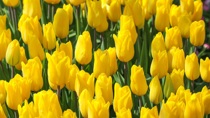 Obraz premium Beauty natural freshness yellow tulip flower field land background.