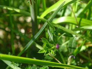 Sauterelle verte dans l'herbe