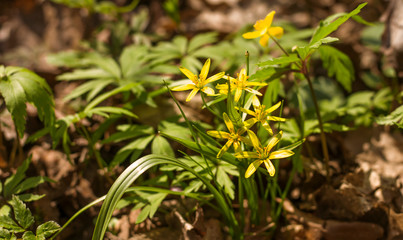 Yellow star of Bethlehem in spring in the garden