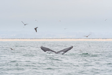 humpback whale (Megaptera novaeangliae) in the Monterey Bay, California - 267126110