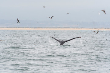 Fototapeta na wymiar humpback whale (Megaptera novaeangliae) in the Monterey Bay, California
