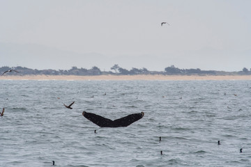 Naklejka premium humpback whale (Megaptera novaeangliae) in the Monterey Bay, California