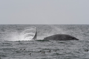 Obraz premium humpback whale (Megaptera novaeangliae) in the Monterey Bay, California