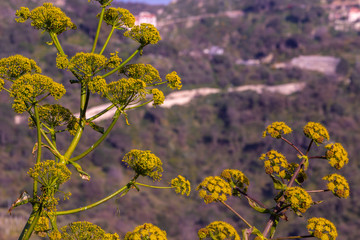 beautiful wild plant