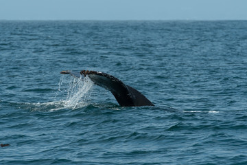 humpback whale (Megaptera novaeangliae) in the Monterey Bay, California