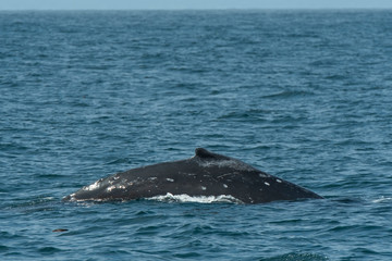 Fototapeta premium humpback whale (Megaptera novaeangliae) in the Monterey Bay, California