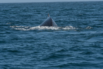 Naklejka premium humpback whale (Megaptera novaeangliae) in the Monterey Bay, California
