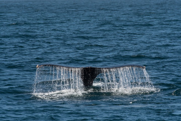 Naklejka premium humpback whale (Megaptera novaeangliae) in the Monterey Bay, California