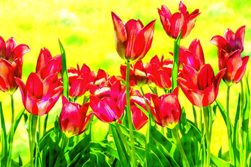 Spring red tulips on a blurred yellow background, close-up