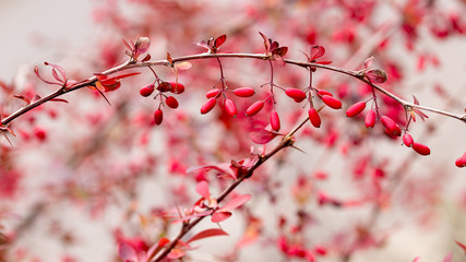 Bright barberry in the fall