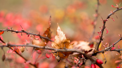 Bright barberry in the fall