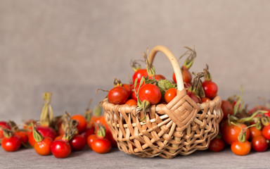 Harvest of wild rose berries