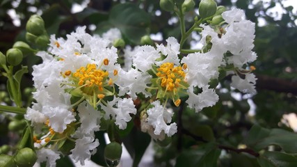 Flor silvestre