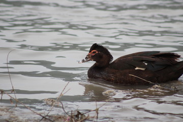 pato silvestre 