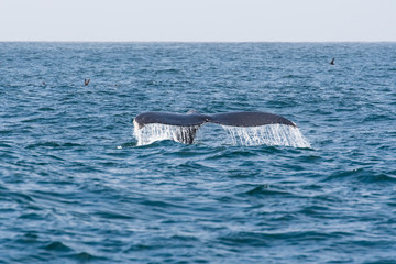 Fototapeta premium humpback whale (Megaptera novaeangliae) in the Monterey Bay, California