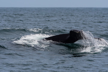 Fototapeta premium humpback whale (Megaptera novaeangliae) in the Monterey Bay, California