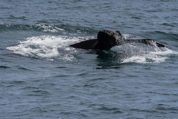 Obraz premium humpback whale (Megaptera novaeangliae) in the Monterey Bay, California