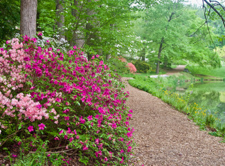 A Path Through Blooming Azalea Bushes at Brookside Gardens in Maryland