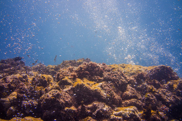 Plongée