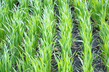 Obraz premium Young green wheat grows in the soil.