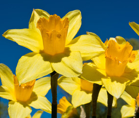 Obraz premium Beautiful yellow daffodils (Narcissus) in sunny spring day, against blue sky background 