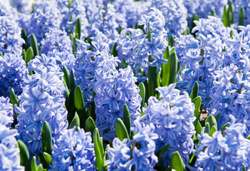 Hyacinths (Hyacinthus). Many blossoming flowers in sunny spring day