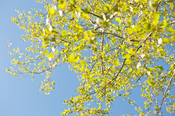 leaves of birch tree against the blue sky in the sunny spring day