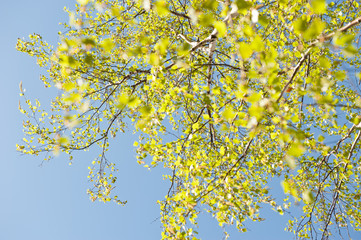 leaves of birch tree against the blue sky in the sunny spring day
