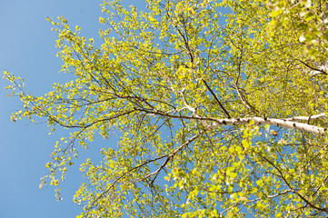 leaves of birch tree against the blue sky in the sunny spring day