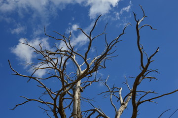 A Dead Tree in the forest with blue sky background